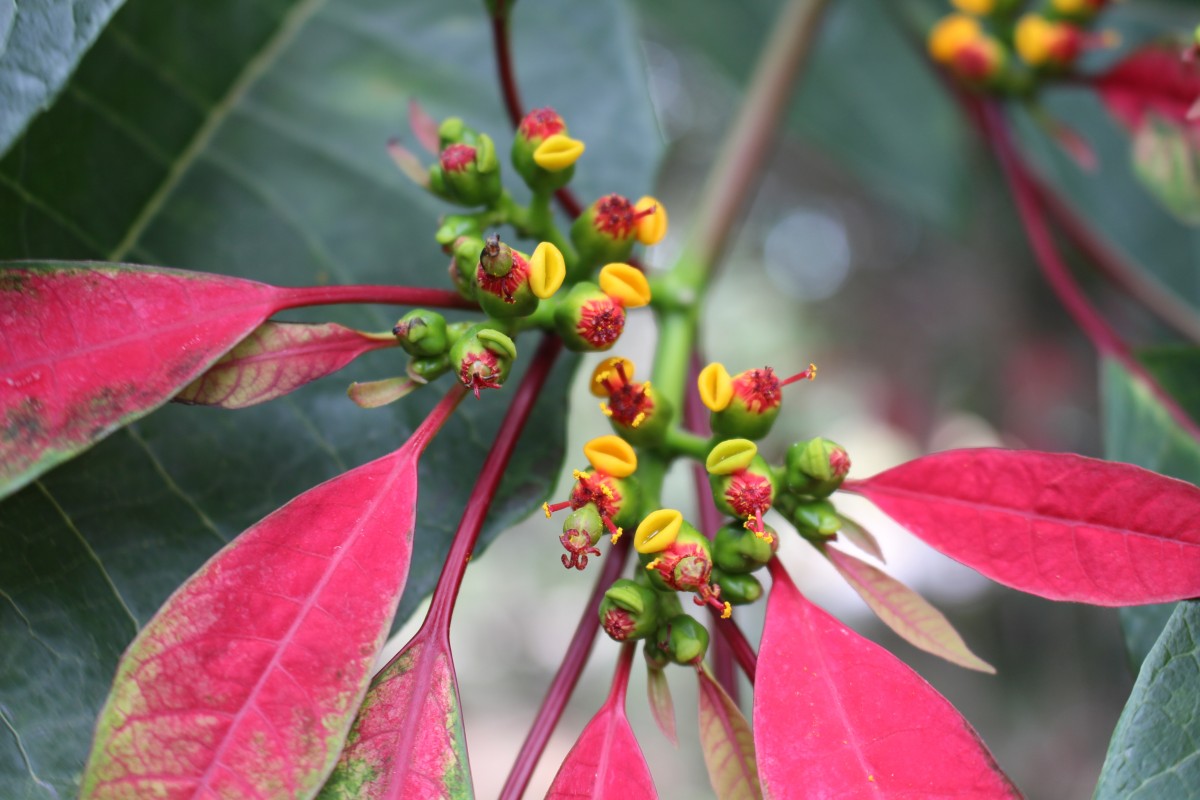 Euphorbia pulcherrima Willd. ex Klotzsch